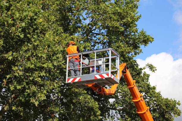 How Our Tree Care Process Works  in  Naperville, IL