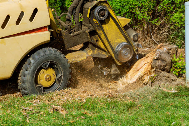 Reliable Naperville, IL Tree Services Solutions